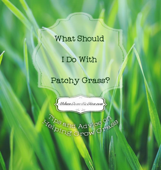 GARDENING: What Should I Do with Patchy Grass? Easy Lawn Care Tips