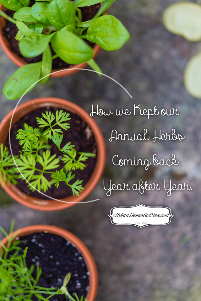 Garden hack to keep annual herbs from coming back every year