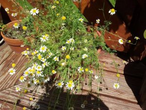 growing chamomile makes great tea