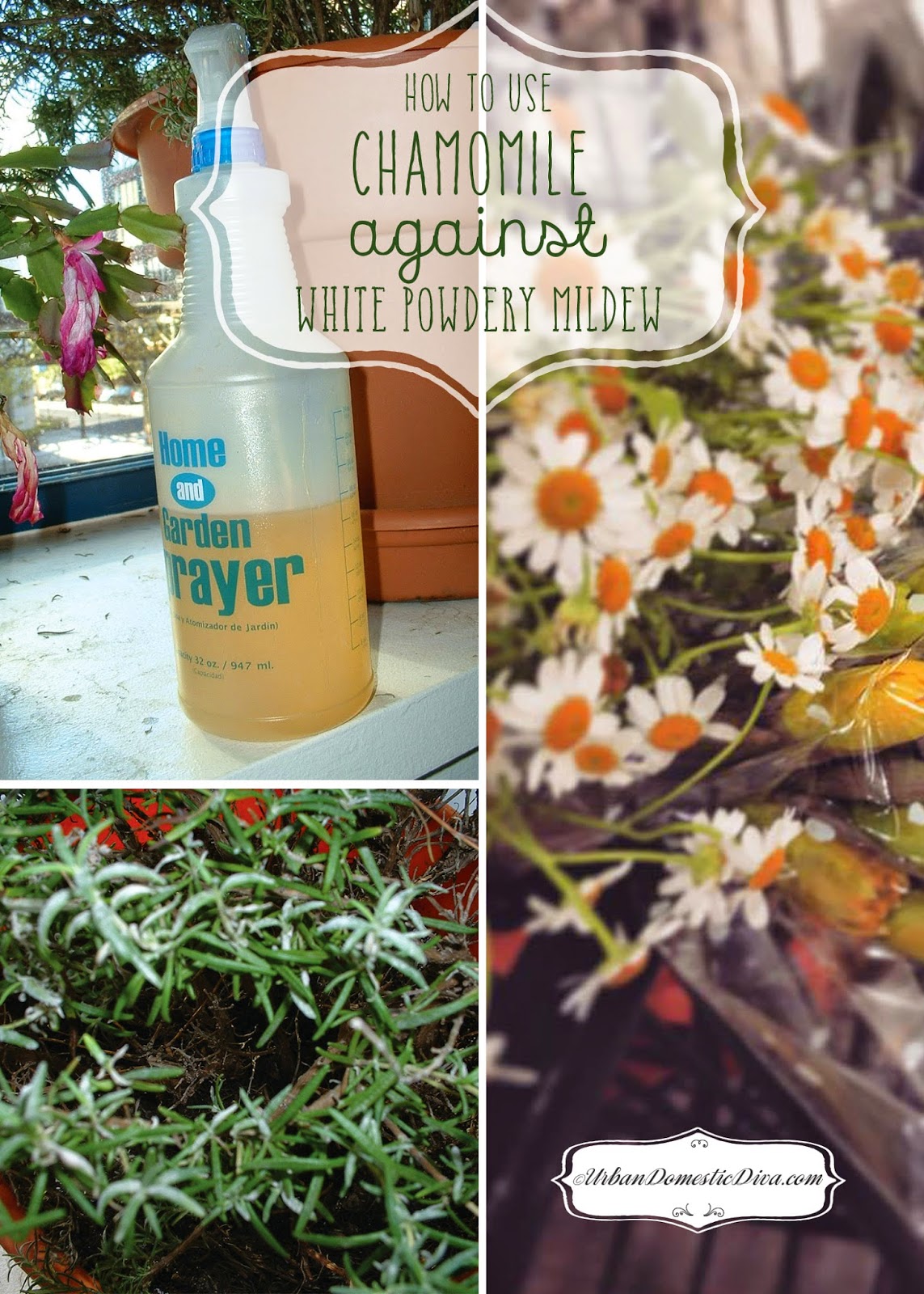 use chamomile against mold and powdery mildew