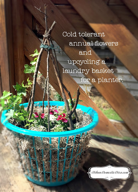 GARDENING/ CRAFT: All About Cold Tolerant Annuals and How To Make a Laundry Basket Planter