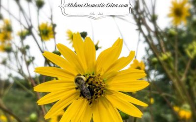 Fall Garden Chores and Tips to Support Pollinators and Bio-Diversity. Hint: Less is More. “Wild Wednesdays!”