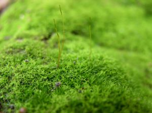 moss makes great grassless lawns