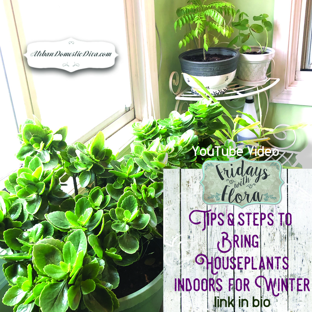 bringing houseplants indoors for winter