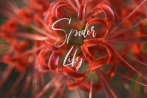 Spider Lily Spring Bulb