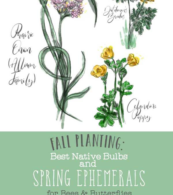 Top Native Bulbs and Spring Ephemerals List to Plant Now, in the Fall. “Wild Wednesdays!”