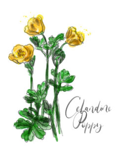 Celandine Poppy Top Spring Ephemeral