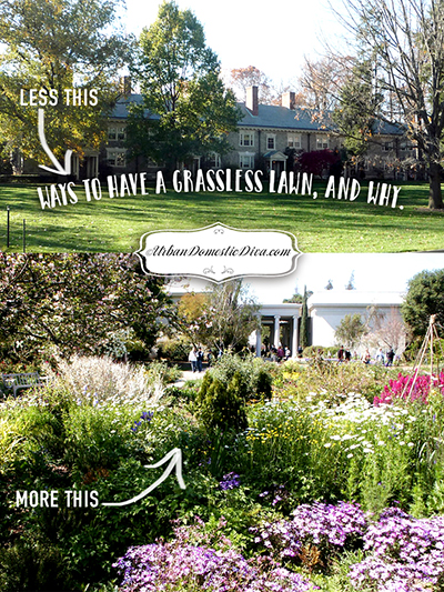 Grow a Grass-less Lawn to Help Pollinators