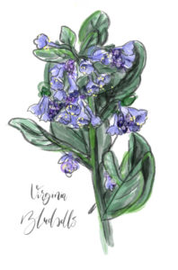 Virginia Bluebells Spring Bulb