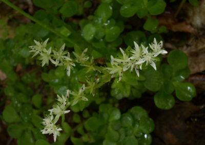 Sedum_ternatum