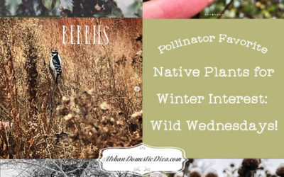 Pollinator Favorite Native Plants for Winter Interest: Wild Wednesdays!