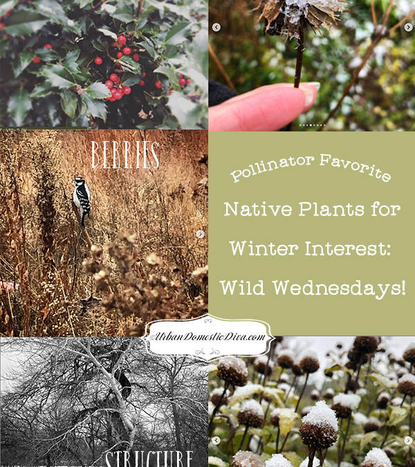 Pollinator Favorite Native Plants for Winter Interest: Wild Wednesdays!