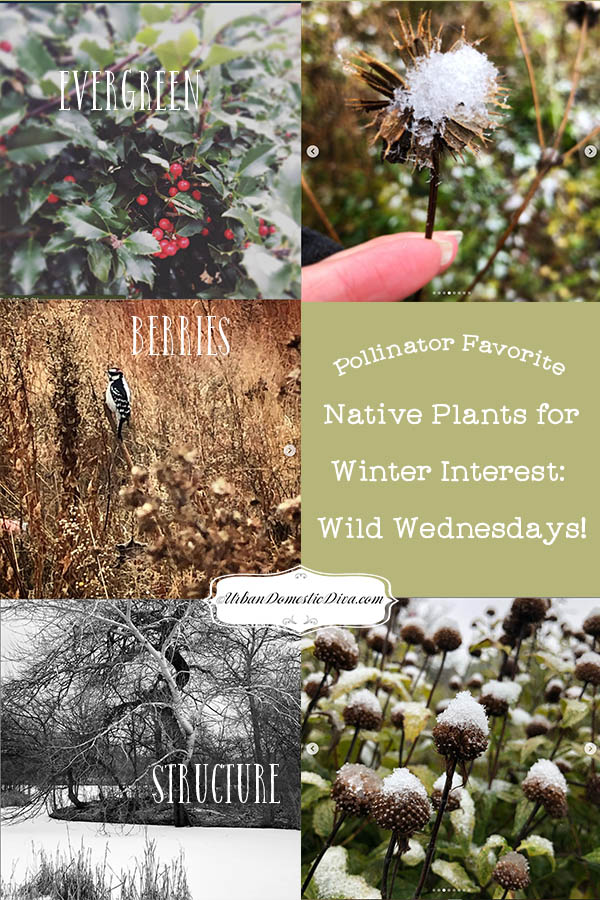 Pollinator Favorite native plants for winter interest