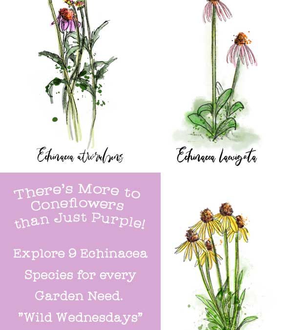 There’s More to Coneflowers than Just Purple! Explore 9 Echinacea Species for every Garden Need. “Wild Wednesdays”