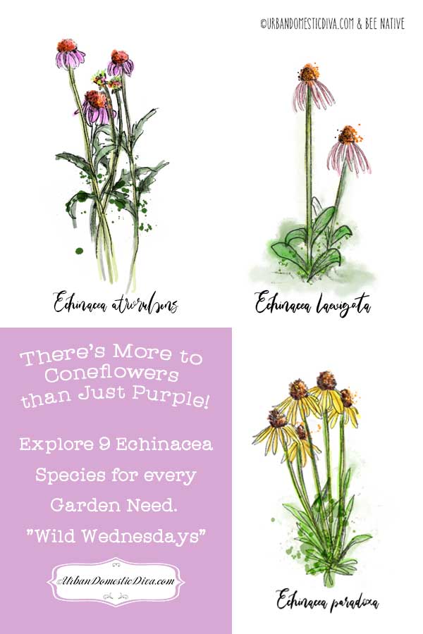 9 echinacea species