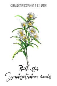 Heath aster (Symphyotrichum ericoides)